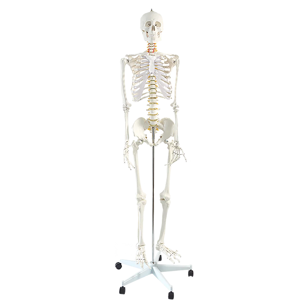 Human Skeleton Anatomical Model 180cm