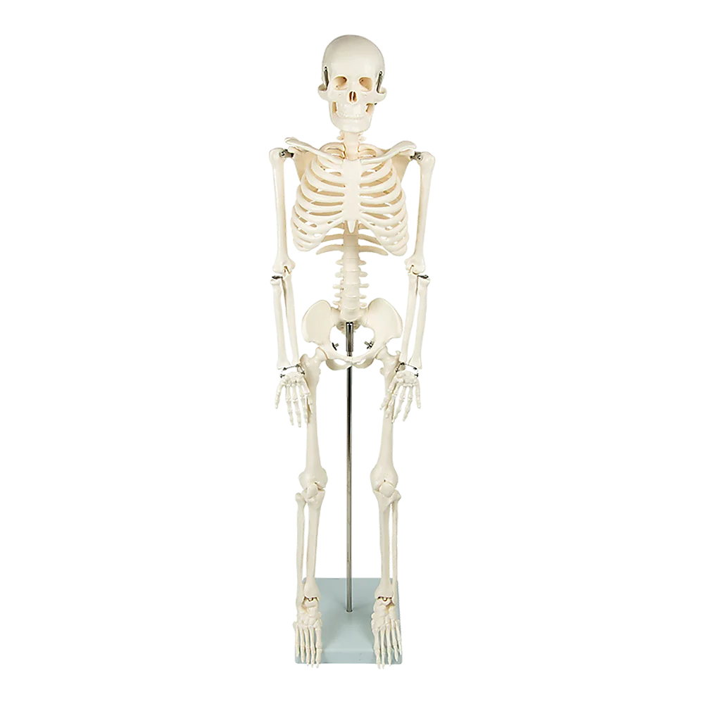 Anatomical 85cm Tall Human Skeleton with Stand Model - Medical Anatomy