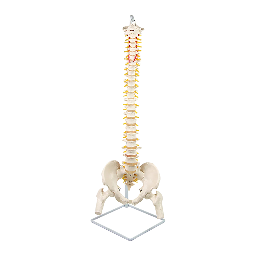 Life Size Flexible Spine Pelvis & Femur Model – Anatomical Skeleton Display