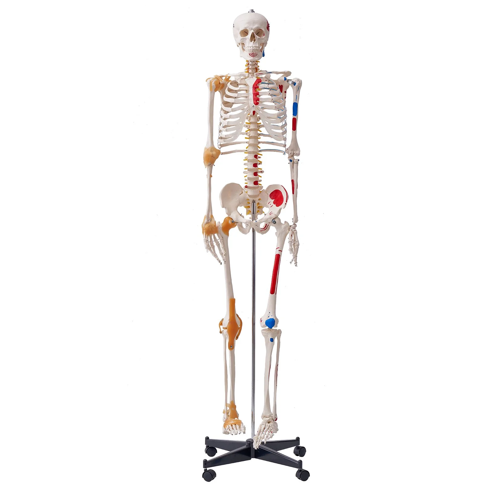 VEVOR Human Skeleton Model for Anatomy, 182 cm Life Size, Accurate PVC Anatomy Skeleton Model with Ligaments, Movable Arms, Legs & Jaw, with Muscle Origin & Insertion Points, for Professional Teaching